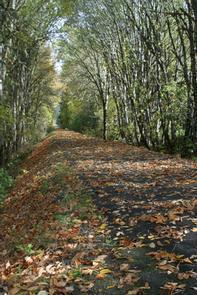 hiking trail covered with fallen leaves