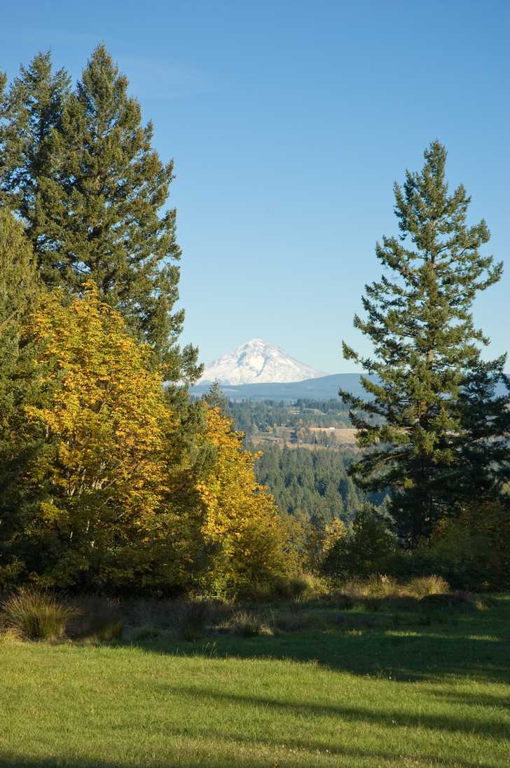 view of mountain in distance from meadow with evergreen trees surrounding it