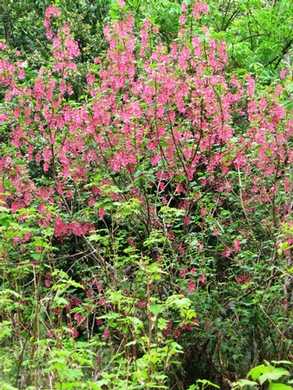 Humbug-_Fern_Trail-_Red_Flowering_Currant095230.jpg