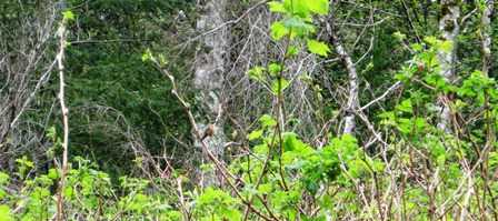 Humbug-Fern_Trail-_humming_bird_perched_on_the_Thimbleberries095836.jpg