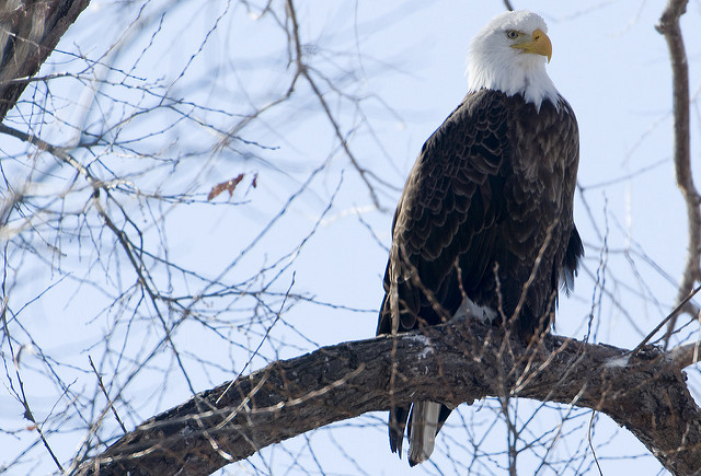 bald eagle perched in tree with snowy background