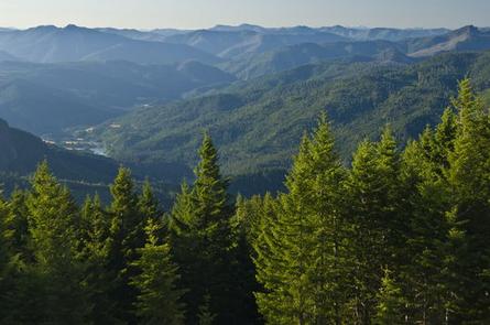 scenic landscape view with evergreen trees in foreground and mountains and valley in the distance