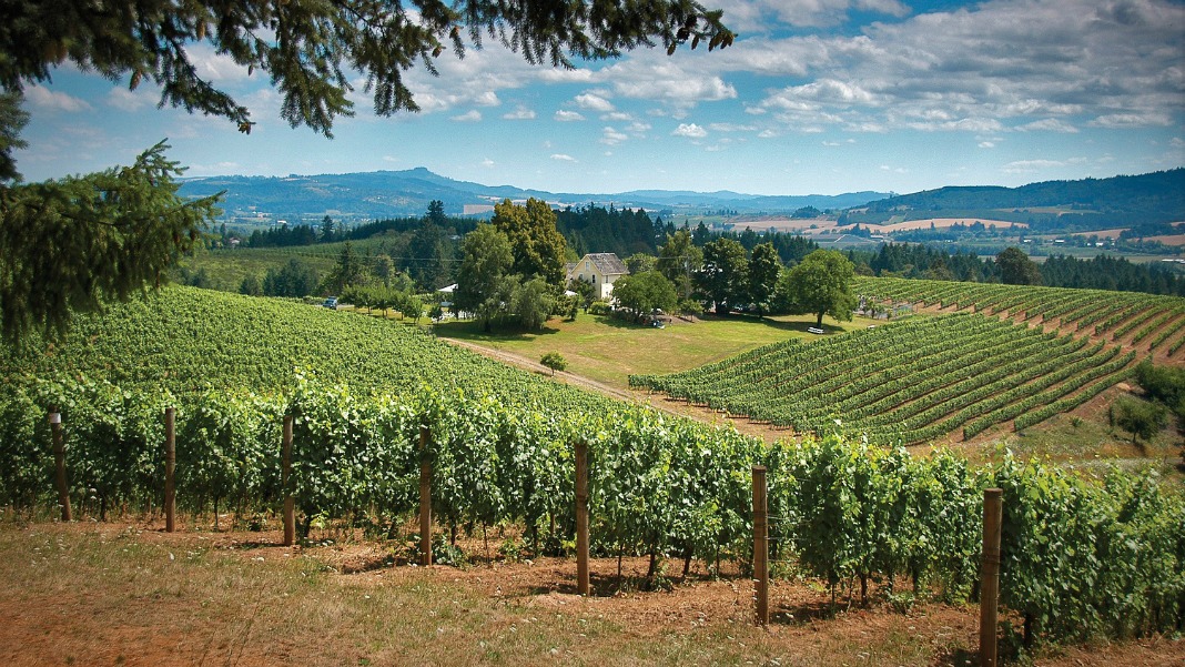 Vineyard landscape under blue sky with fluffy clouds.