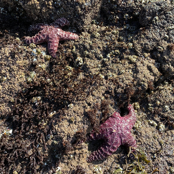 two purple starfish and barnacles