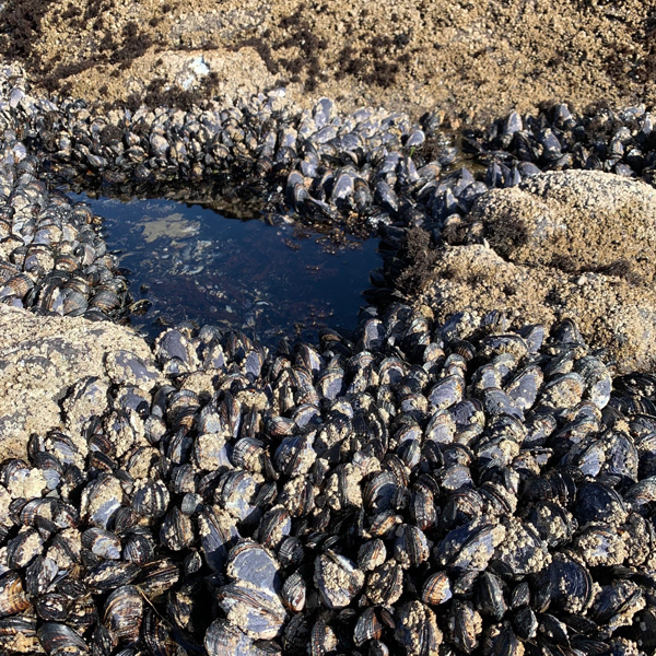 Mussels and barnacles along tide pool