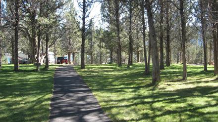 walking path surrounded by tall trees