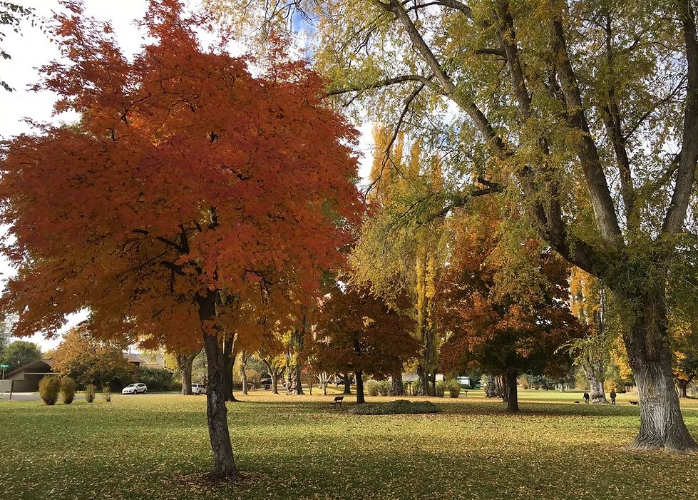 picture of a trees with orange, green, red, & yellow leaves. Leaves covering the green grass.