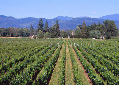 vineyard in spring or summer with mountain view in background