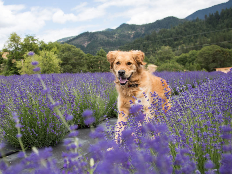 English Lavender Farm