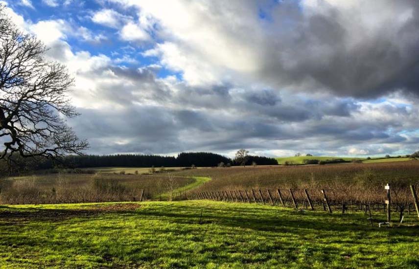 vineyard under cloudy sky