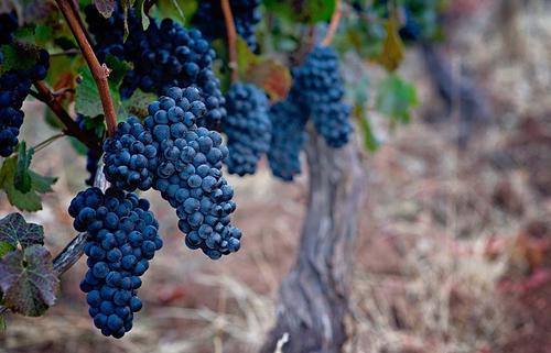 Insiders Wine Tour