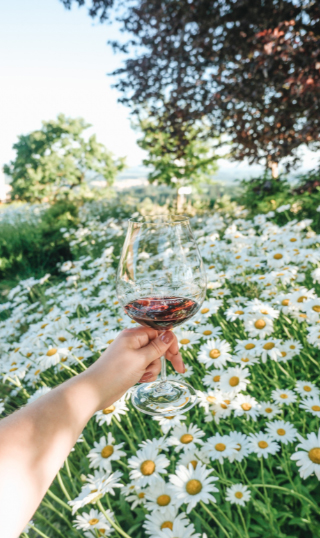 Glass of red wine held up in front of a field of daisies.