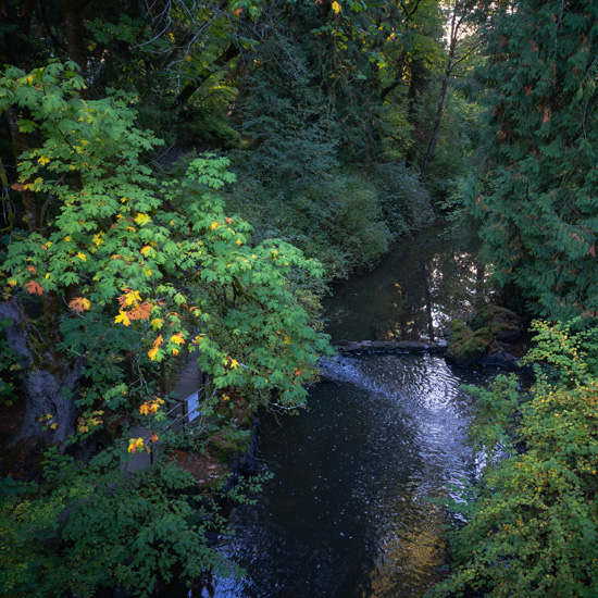 stream in botanical garden