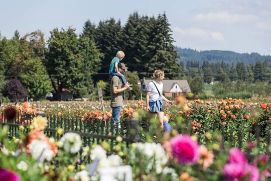 Family of four walks in a garden of dahlias.