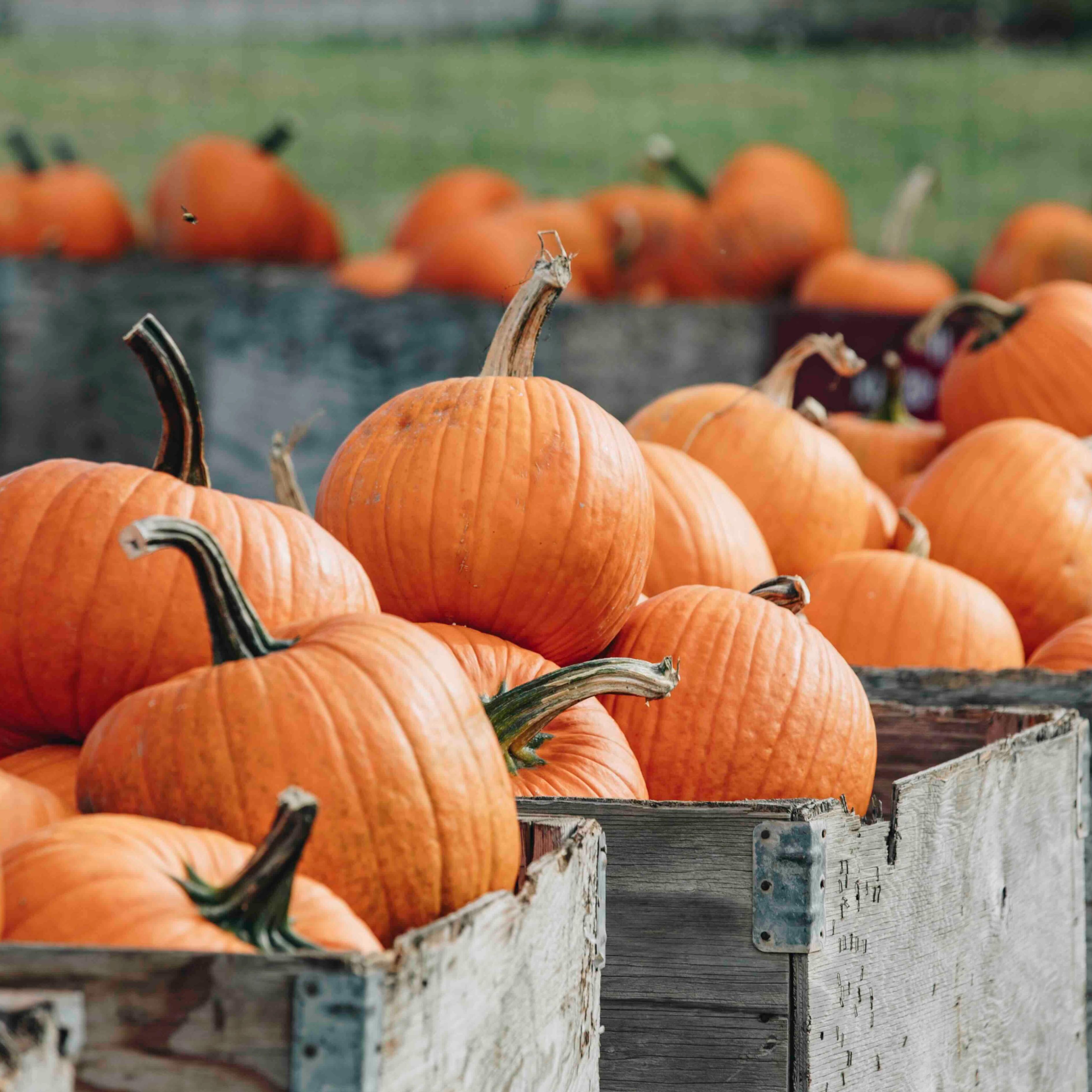 Image for Fall Harvest Weekends