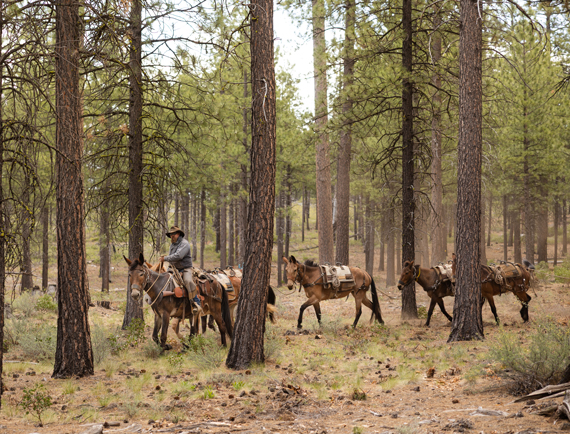 person on horseback leads two horses through a wooded area