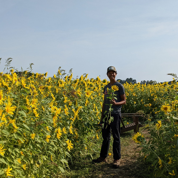 person holding sunflower while standing in sunflower field