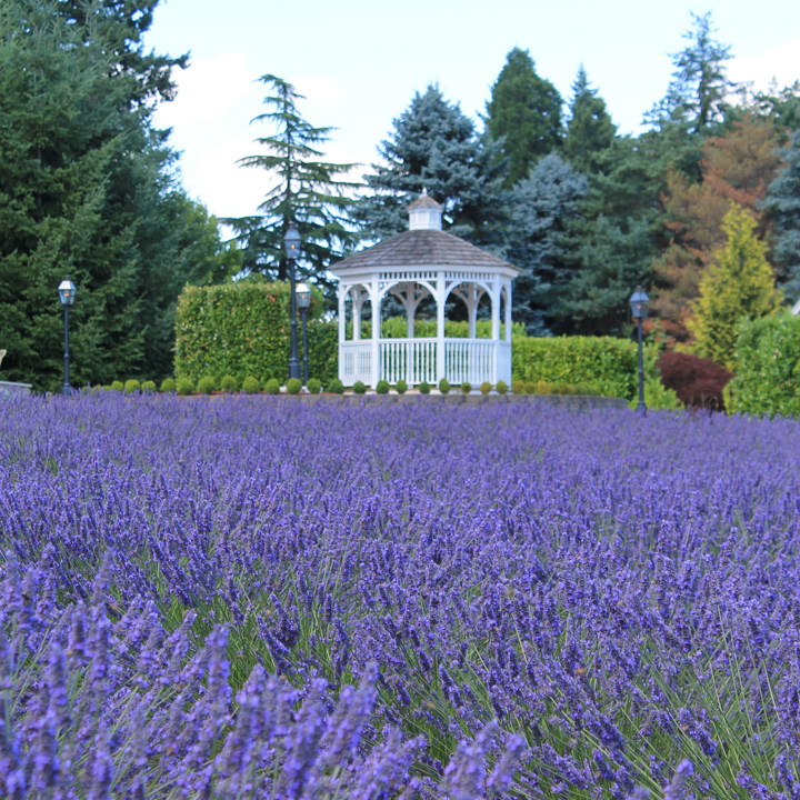 lavender field with gazebo, hedges and evergreen trees in background