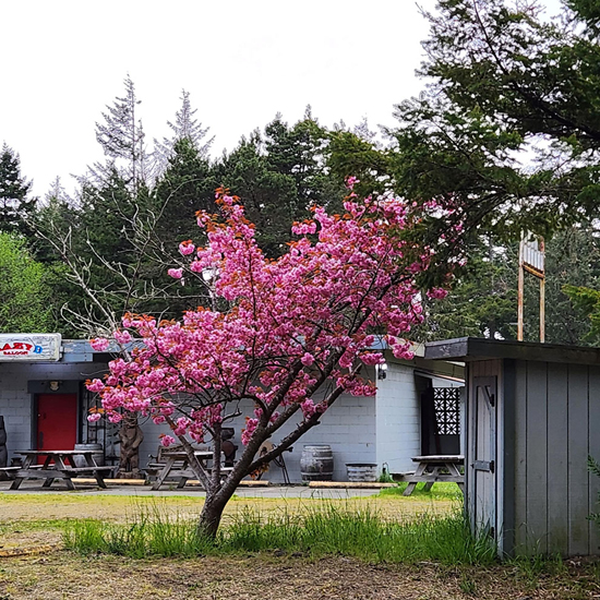 G1_Hauser_Pink-Blossoms-on-Tree-Hauser-by-Denise-Brant.jpg