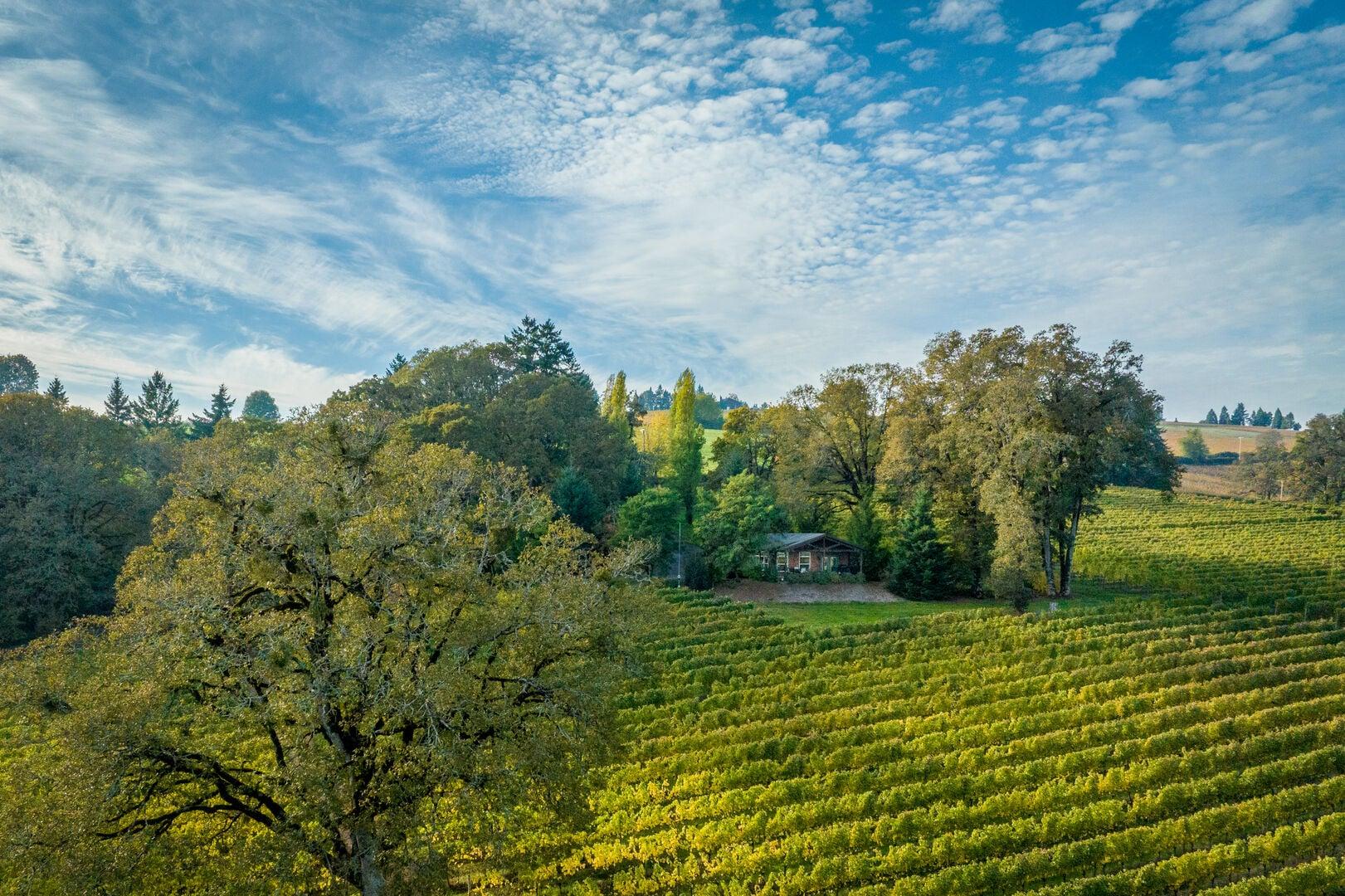 Small rustic home among a vineyard landscape under partly cloudy blue sky.
