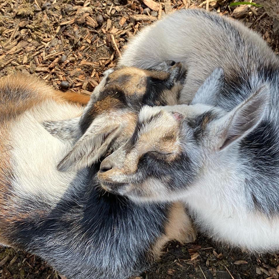 two baby goats snuggle