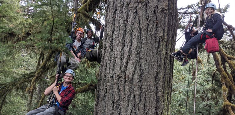 four people smile while climbing a large tree wearing harnesses