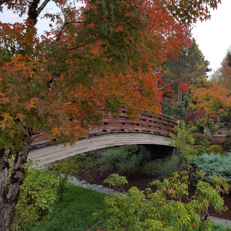 wooden bridge in Japanese style garden with autumn colors on leaves