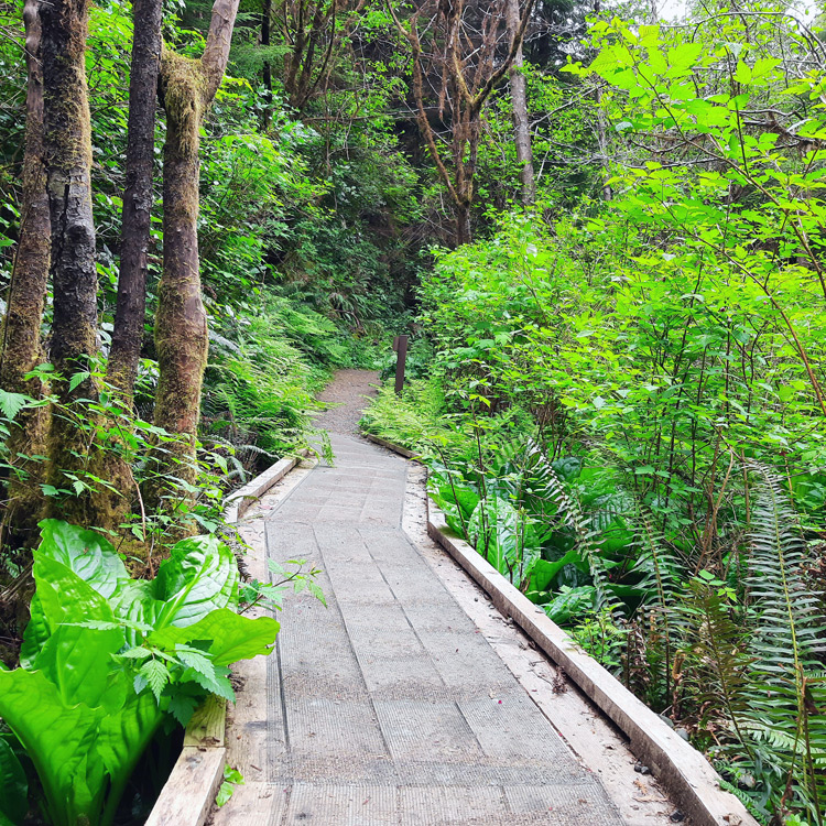 boardwalk path in forested area
