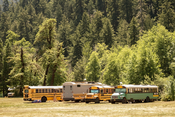 Four parked buses, including three yellow school buses and one green bus, situated on a grassy field surrounded by dense, tall evergreen trees.