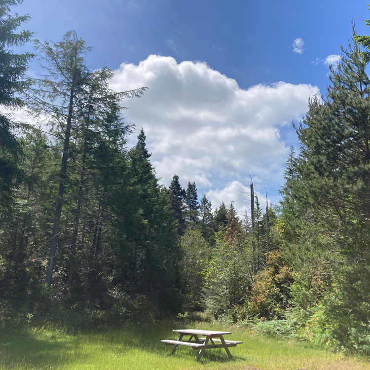 wooden picnic table in clearing of evergreen woods with blue sky and clouds in the background