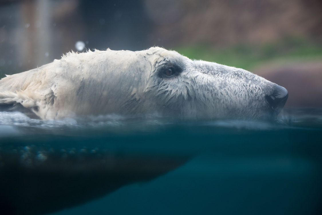 poler bear swimming