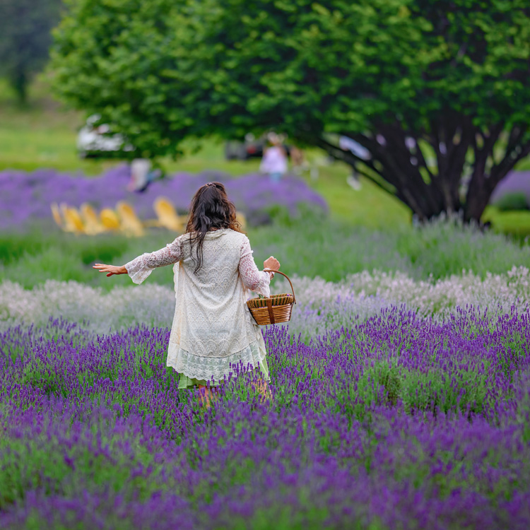 person holding basket stands in field of lavender with left arm outstretched