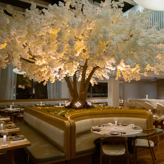 modern restaurant dining room with cherry tree