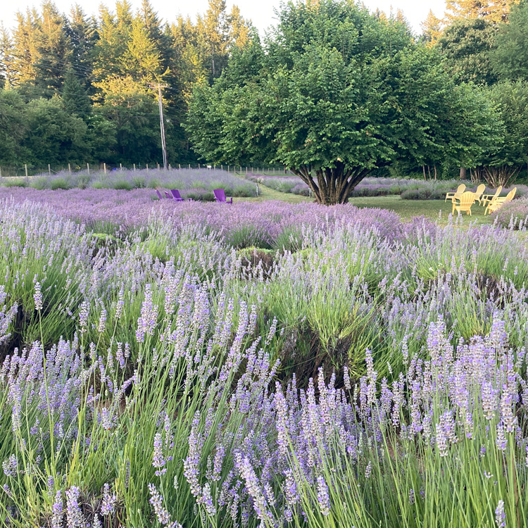 lavender field in foreground with tree and chairs near tree in background