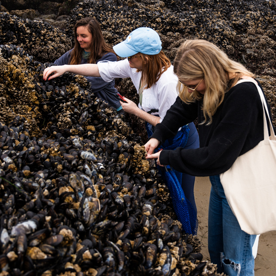 three people forage for mussels