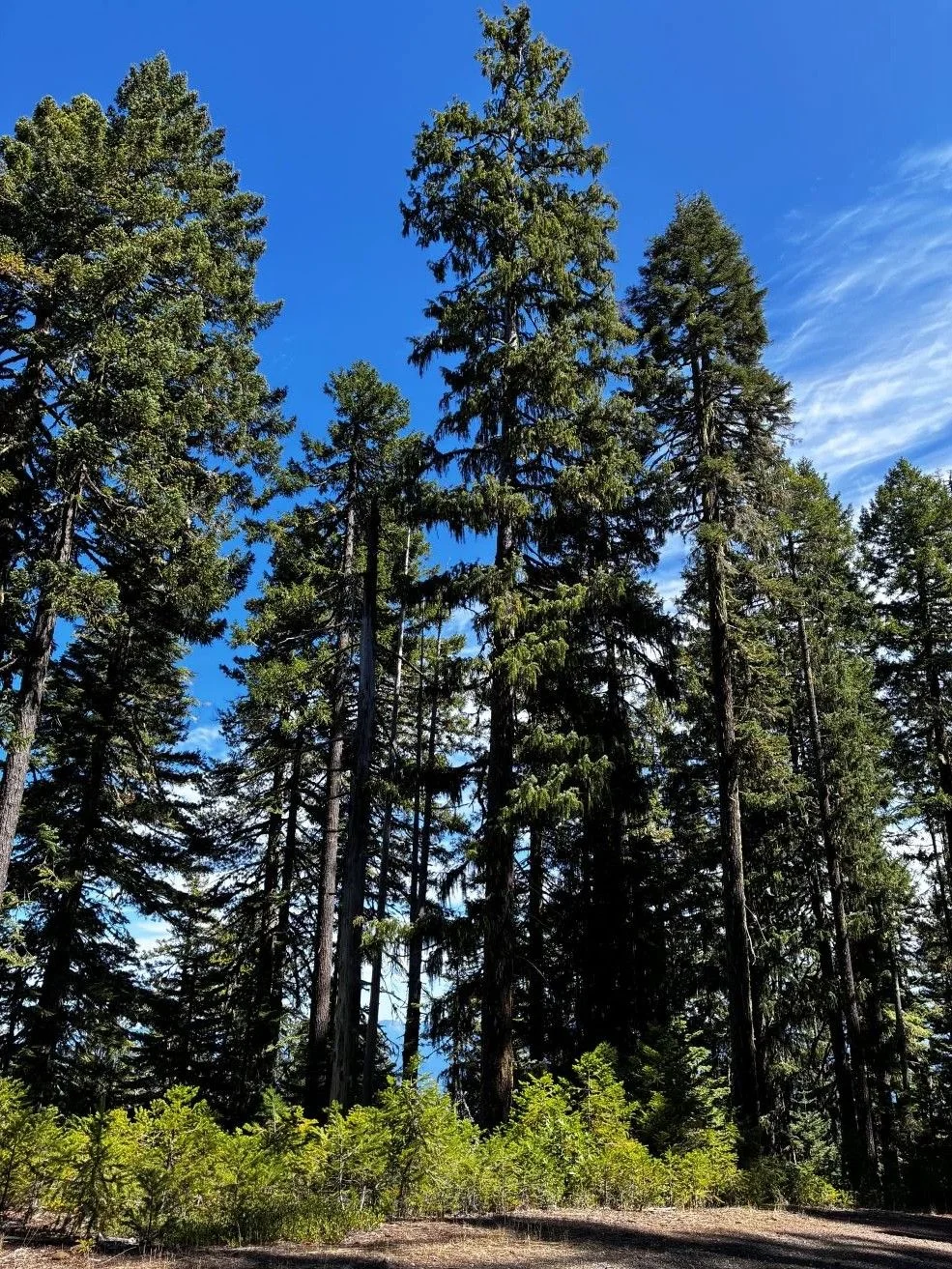 Photo looking up at green spruce tops against blue sky.