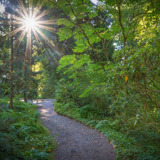 shine shining through tall trees in botanical garden