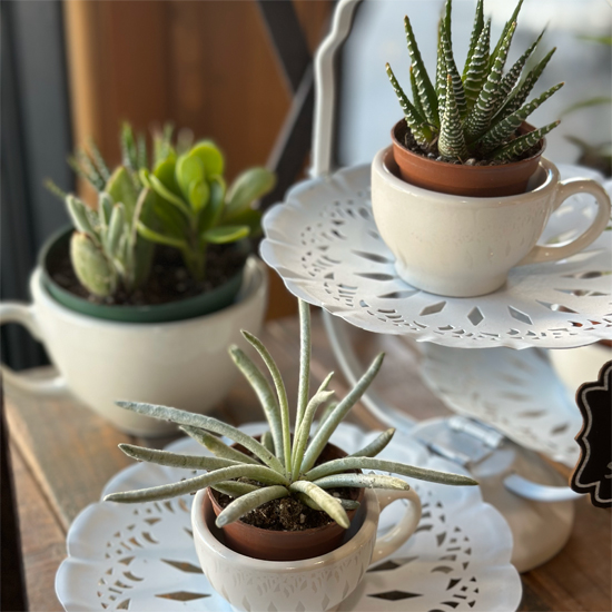 three small succulents each in coffee mug