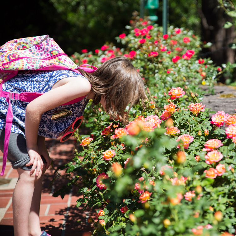 child leaning over to smell roses