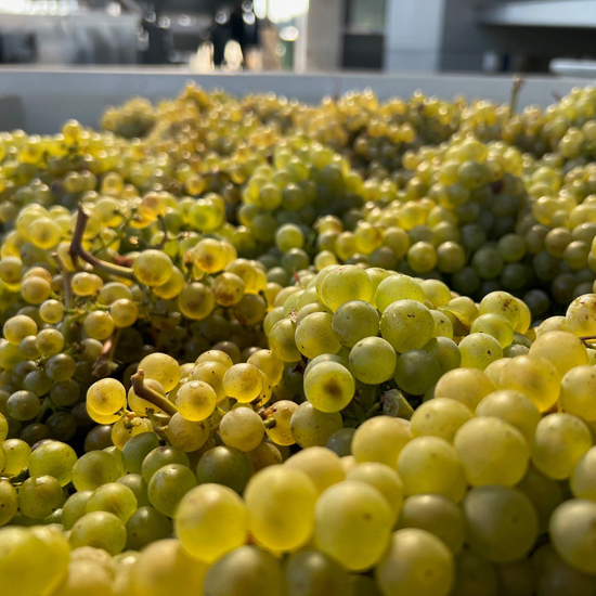 close up of green grapes