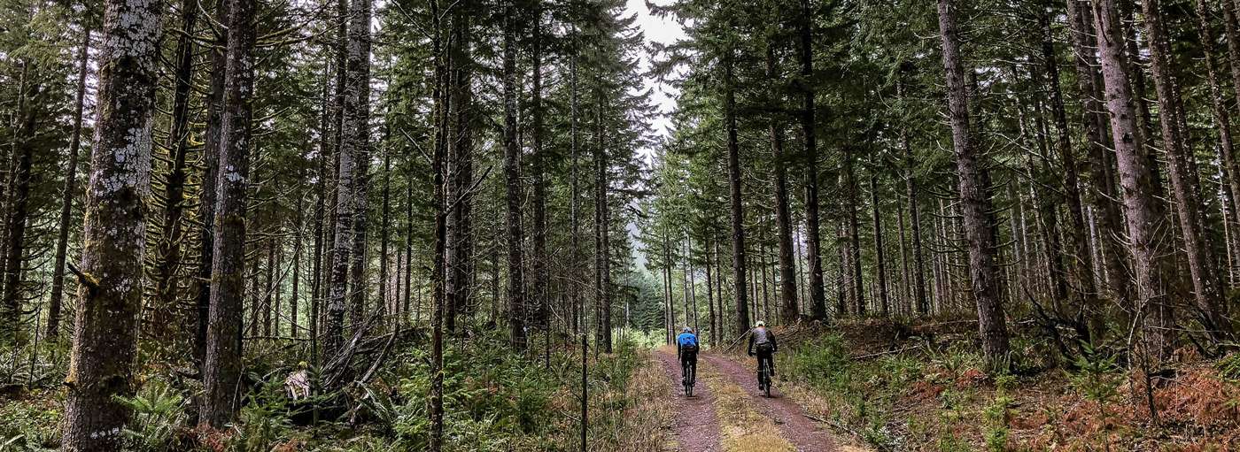 Two people biking on a forest trail.
