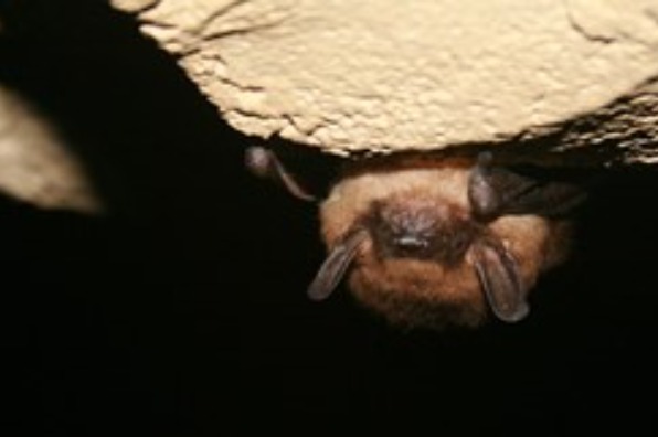 A bat hands upside down.