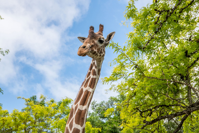 giraffe