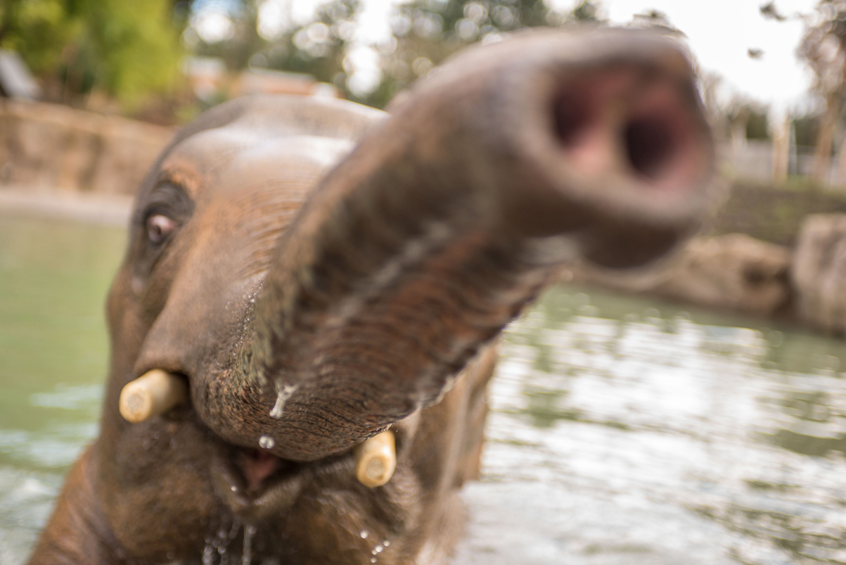 close up of elephant in zoo habitat