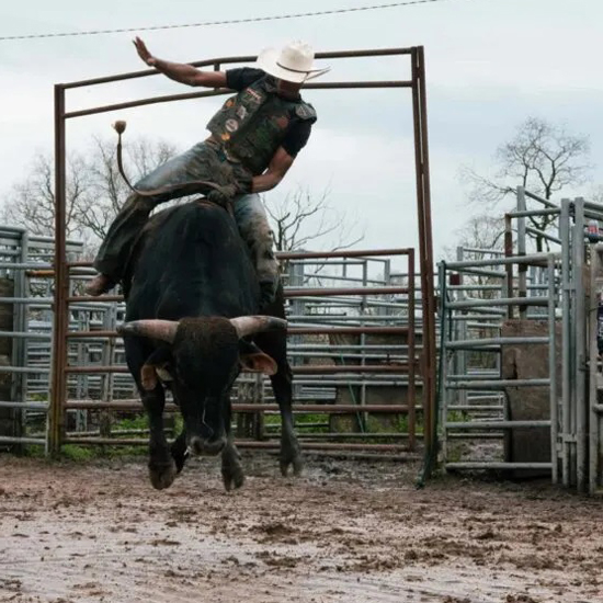 cowboy riding bull
