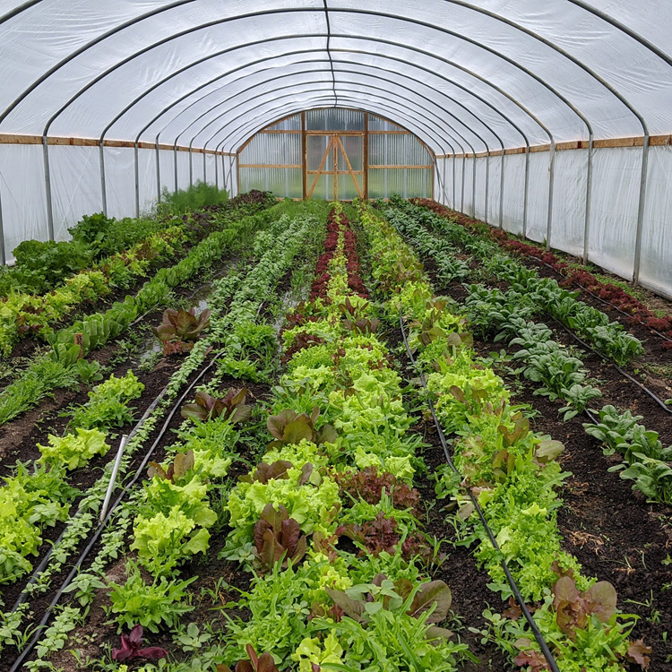 inside of a greenhouse with rows of lettuce growing