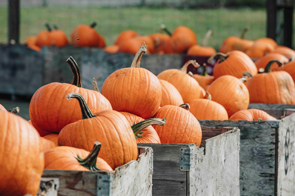 pumpkins on display in large wooden boxes