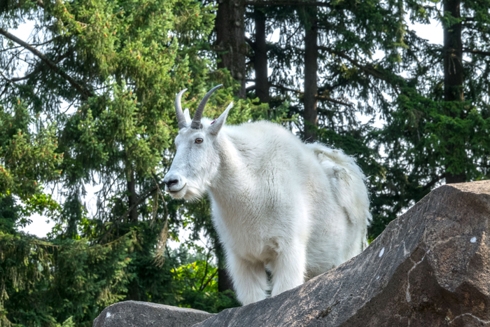 mountain goat