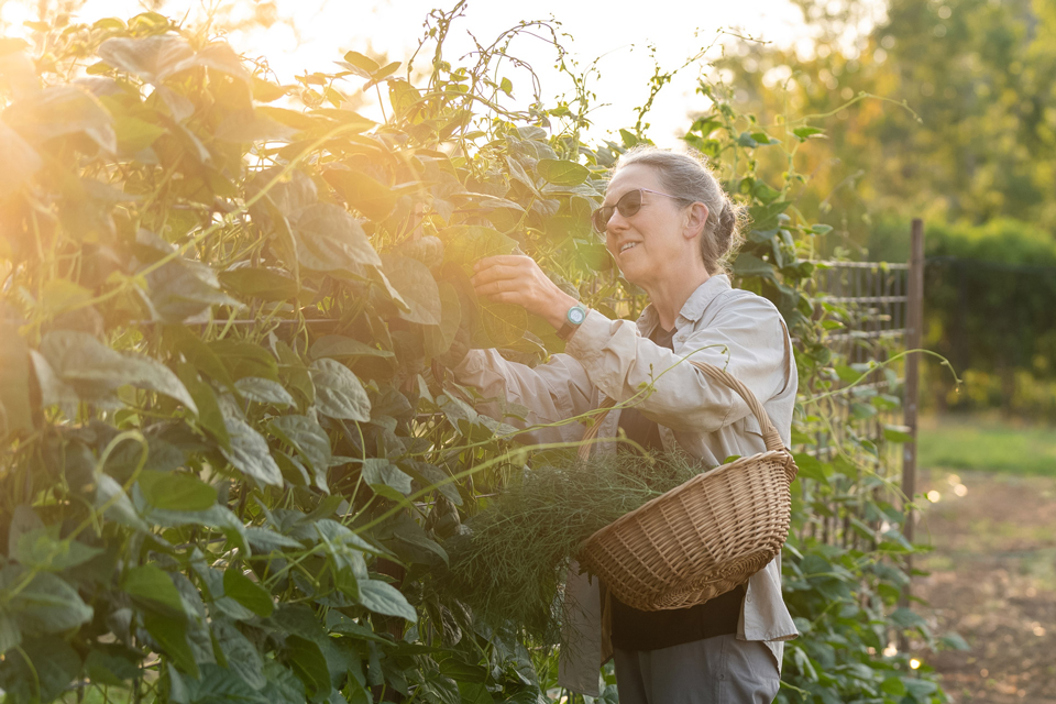 woman carrying a basket harvests greens in a garden