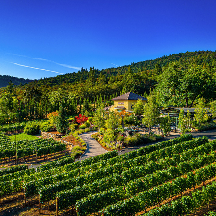 aerial view of vineyard property in summer with evergreen trees and cloudless sky in background